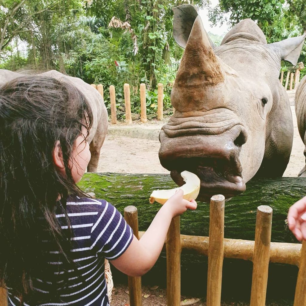 Feeding the rhinoceros at Singapore Zoo 